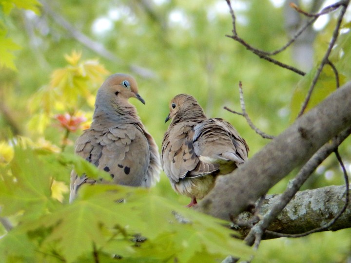2016 MOURNING DOVES IN SILVER MAPLE